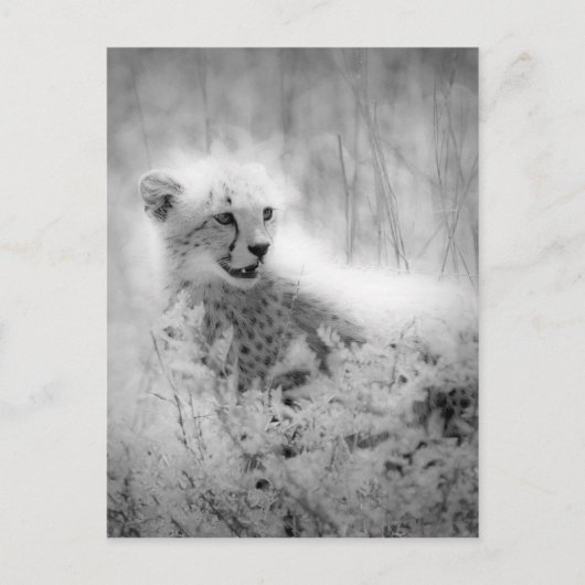 Cheetah Postkarte (Vorderseite)