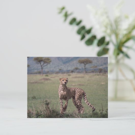 Cheetah Postkarte (Stehend Vorderseite)