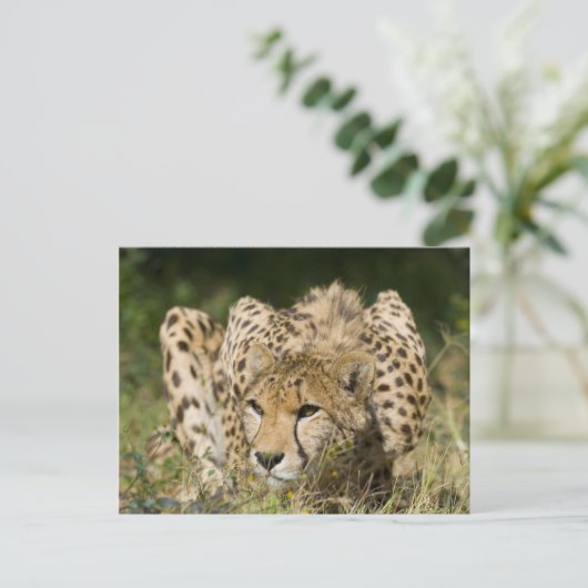 Cheetah Postkarte (Stehend Vorderseite)