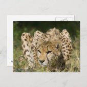 Cheetah Postkarte (Vorne/Hinten)