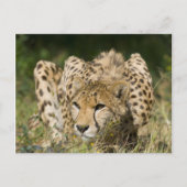 Cheetah Postkarte (Vorderseite)