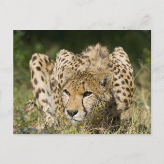 Cheetah Postkarte (Vorderseite)