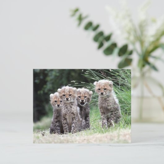 Cheetah Postkarte (Stehend Vorderseite)