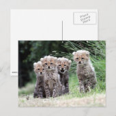 Cheetah Postkarte (Vorne/Hinten)