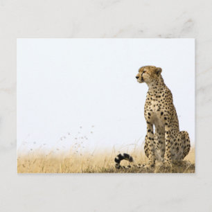 Cheetah Postkarte