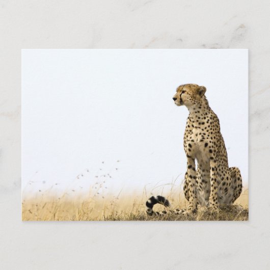 Cheetah Postkarte (Vorderseite)