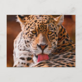 Cheetah Postkarte (Vorderseite)