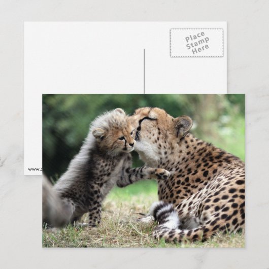 Cheetah Postkarte (Vorne/Hinten)