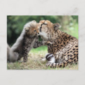 Cheetah Postkarte (Vorderseite)