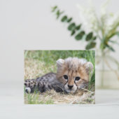 Cheetah Postkarte (Stehend Vorderseite)