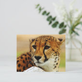 Cheetah Postkarte (Stehend Vorderseite)
