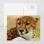 Cheetah Postkarte (Vorne/Hinten)