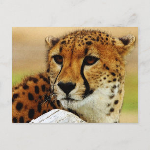 Cheetah Postkarte