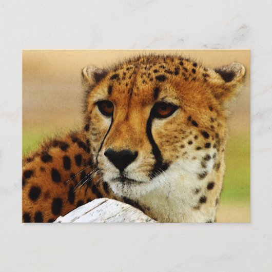 Cheetah Postkarte (Vorderseite)