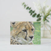 Cheetah Postkarte (Stehend Vorderseite)