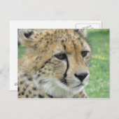 Cheetah Postkarte (Vorne/Hinten)