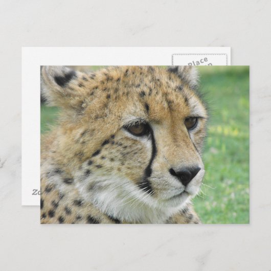 Cheetah Postkarte (Vorne/Hinten)
