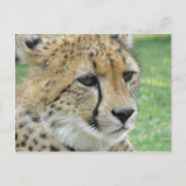 Cheetah Postkarte (Vorderseite)