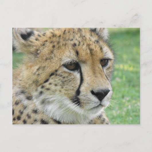 Cheetah Postkarte (Vorderseite)