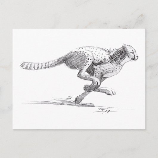 Cheetah Postkarte (Vorderseite)