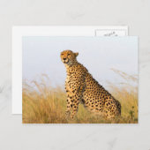 Cheetah Postkarte (Vorne/Hinten)
