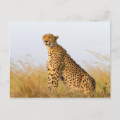 Cheetah Postkarte (Vorderseite)