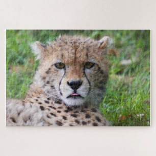 Cheetah Puzzle