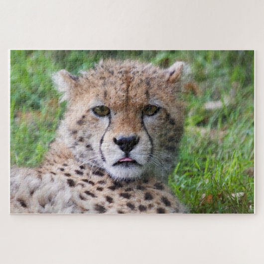 Cheetah Puzzle (Horizontal)