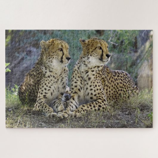 Cheetah Puzzle (Horizontal)