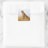 Cheetah Quadratischer Aufkleber (Tasche)