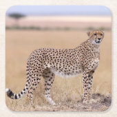 Cheetah Rechteckiger Pappuntersetzer (Vorderseite)