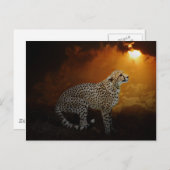 Cheetah ruht bei Sonnenuntergang Postkarte (Vorne/Hinten)