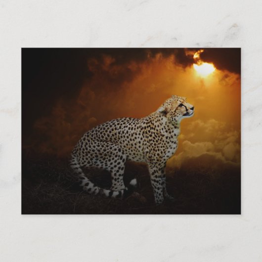 Cheetah ruht bei Sonnenuntergang Postkarte (Vorderseite)