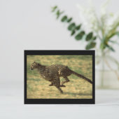 Cheetah Run Postkarte (Stehend Vorderseite)