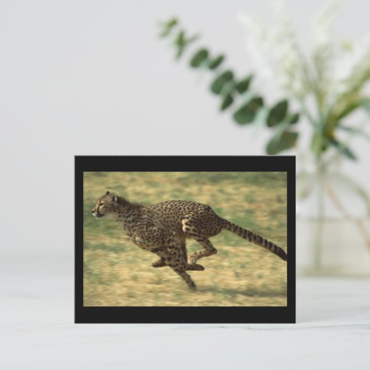 Cheetah Run Postkarte (Stehend Vorderseite)