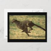 Cheetah Run Postkarte (Vorne/Hinten)