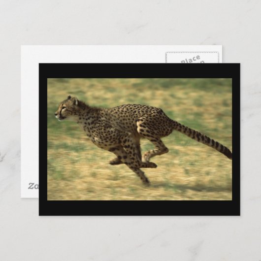 Cheetah Run Postkarte (Vorne/Hinten)