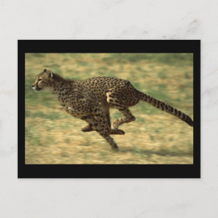 Cheetah Run Postkarte