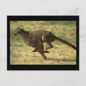 Cheetah Run Postkarte (Vorderseite)