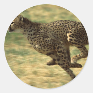 Cheetah Run Runder Aufkleber