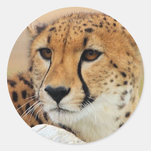 Cheetah Runder Aufkleber (Vorderseite)
