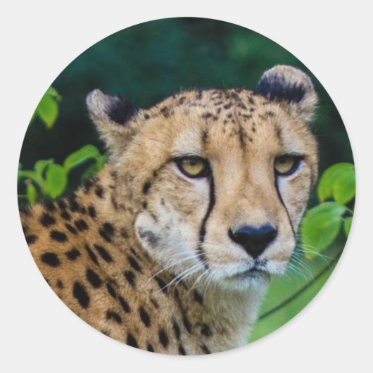 Cheetah Runder Aufkleber (Vorderseite)