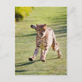 Cheetah Running Postkarte (Vorderseite)