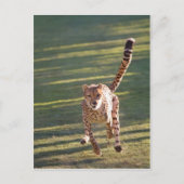 Cheetah Running Postkarte (Vorderseite)