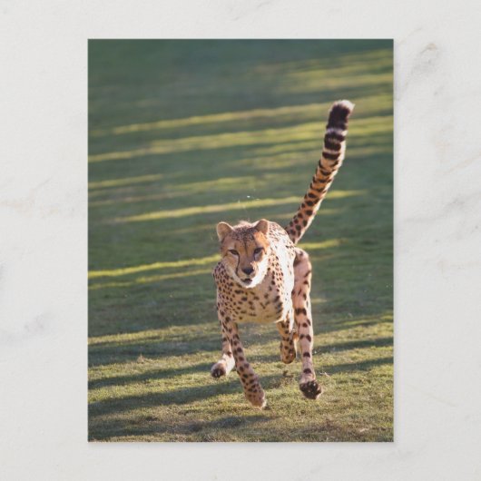 Cheetah Running Postkarte (Vorderseite)
