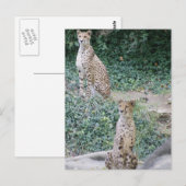 CHEETAH - SEEING DOUBLE POSTKARTE (Vorne/Hinten)