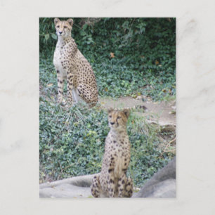 CHEETAH - SEEING DOUBLE POSTKARTE