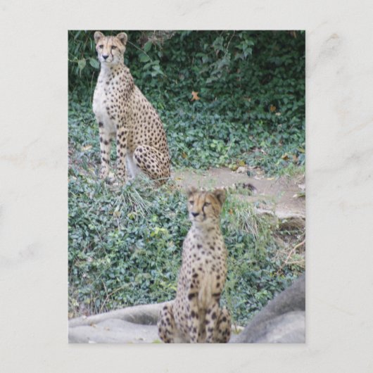 CHEETAH - SEEING DOUBLE POSTKARTE (Vorderseite)