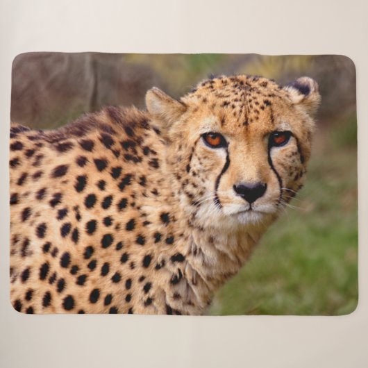 Cheetah Sherpa Blanket Sherpadecke (Vorderseite (Horizontal))