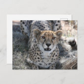 Cheetah sieht dich an postkarte (Vorne/Hinten)